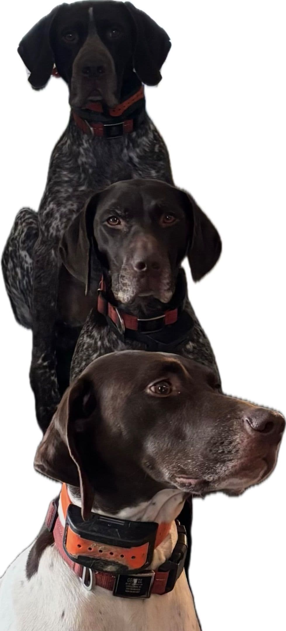 German Shorthaired Pointer Puppies breeder image 10