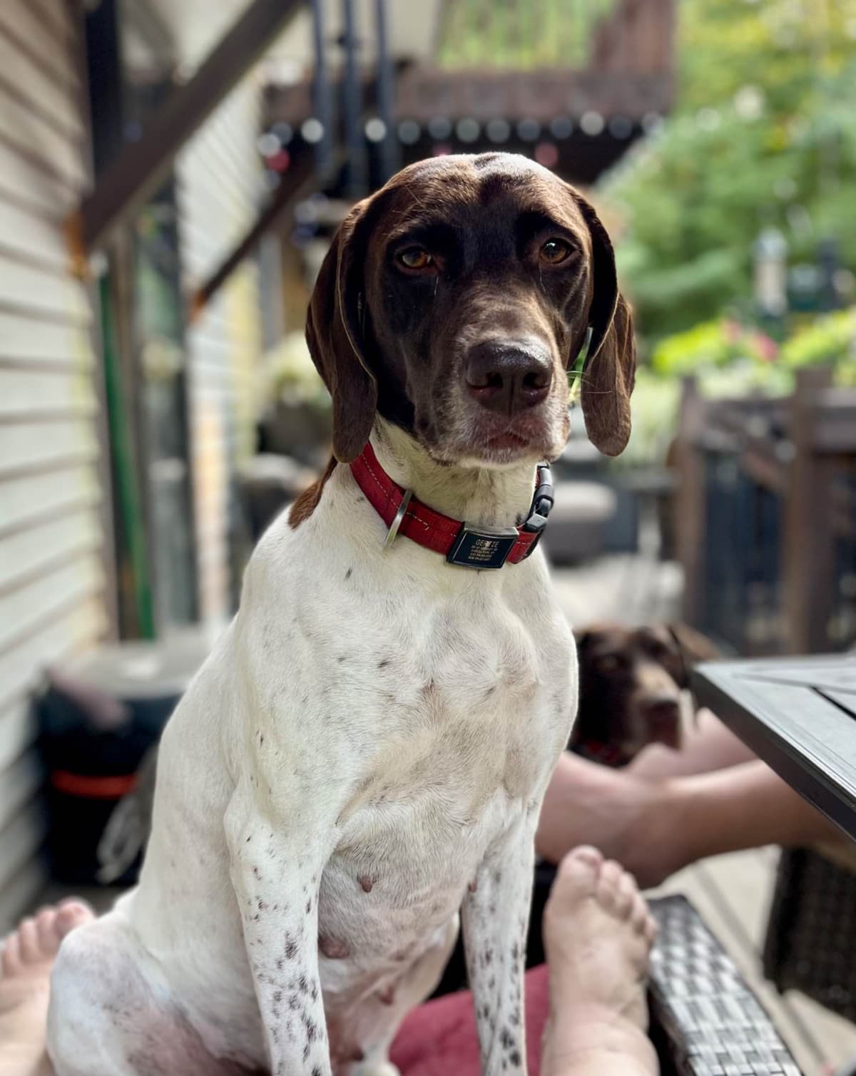 German Shorthaired Pointer Puppies breeder image 11