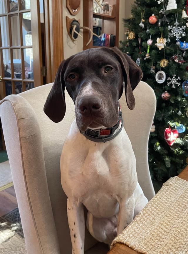 German Shorthaired Pointer Puppies media 2