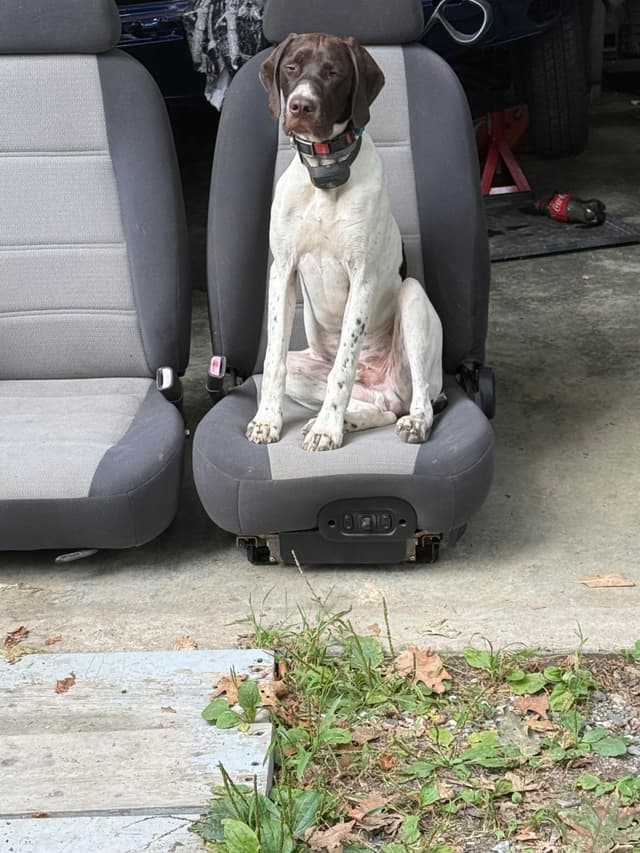 German Shorthaired Pointer Puppies media 10