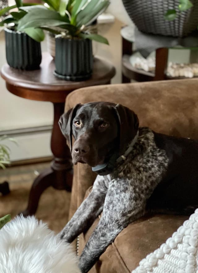 German Shorthaired Pointer Puppies media 11