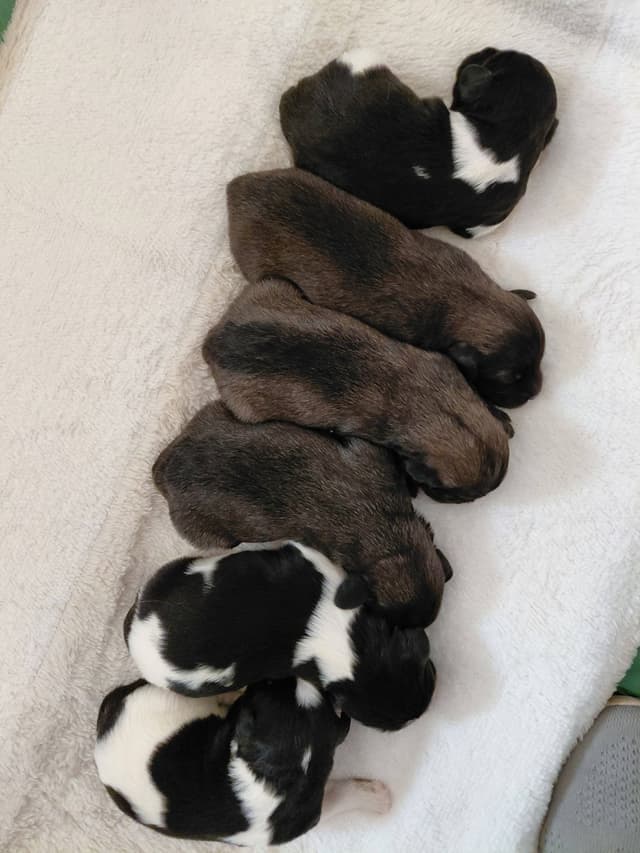 Polish Lowland Sheepdog Puppies media 6
