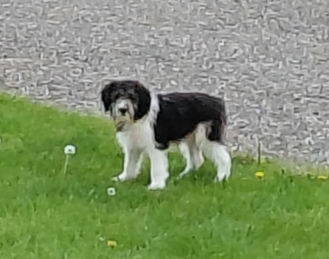 Polish Lowland Sheepdog Puppies media 2