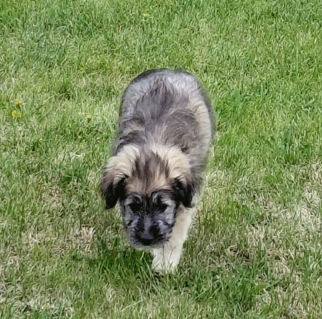Polish Lowland Sheepdog Puppies media 3