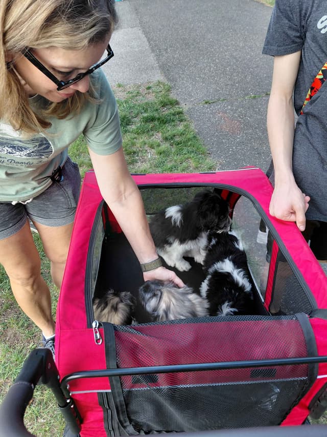 Polish Lowland Sheepdog Puppies media 5