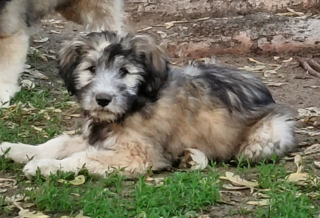 Polish Lowland Sheepdog Puppies media 4