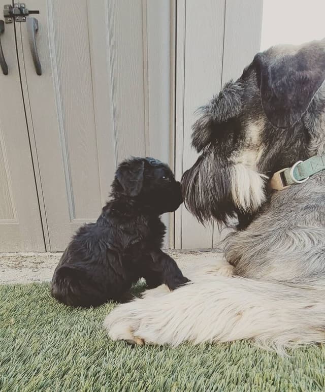 Giant Schnauzer Puppies media 8