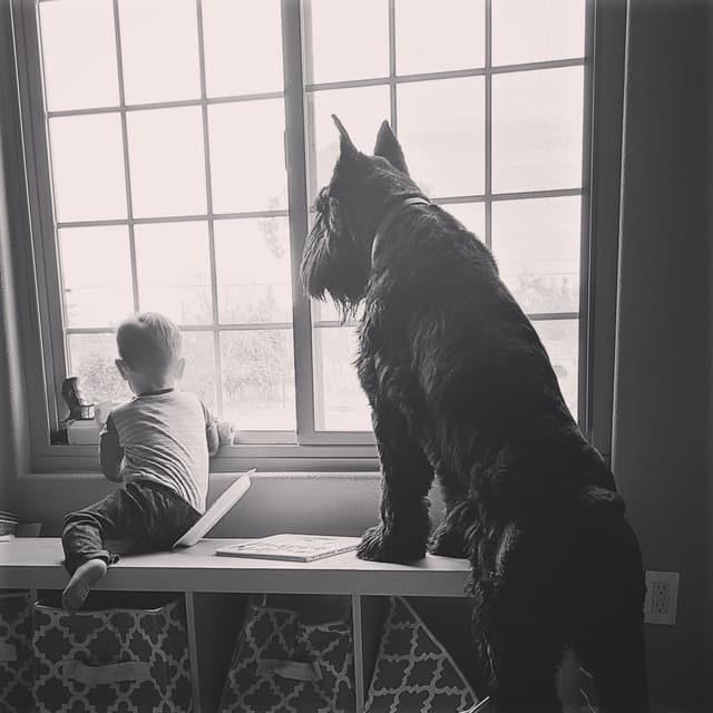 Giant Schnauzer Puppies media 7