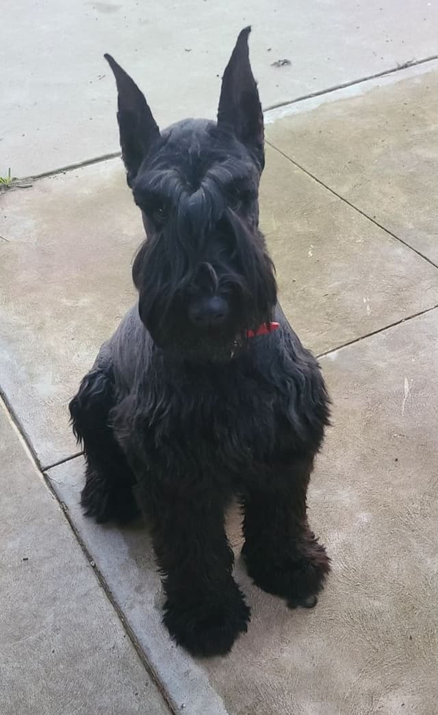 Giant Schnauzer Puppies media 9
