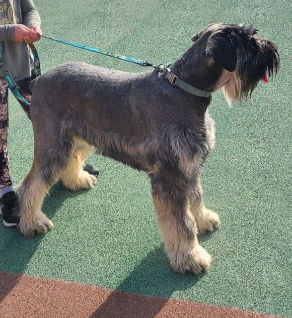 Giant Schnauzer Puppies media 10