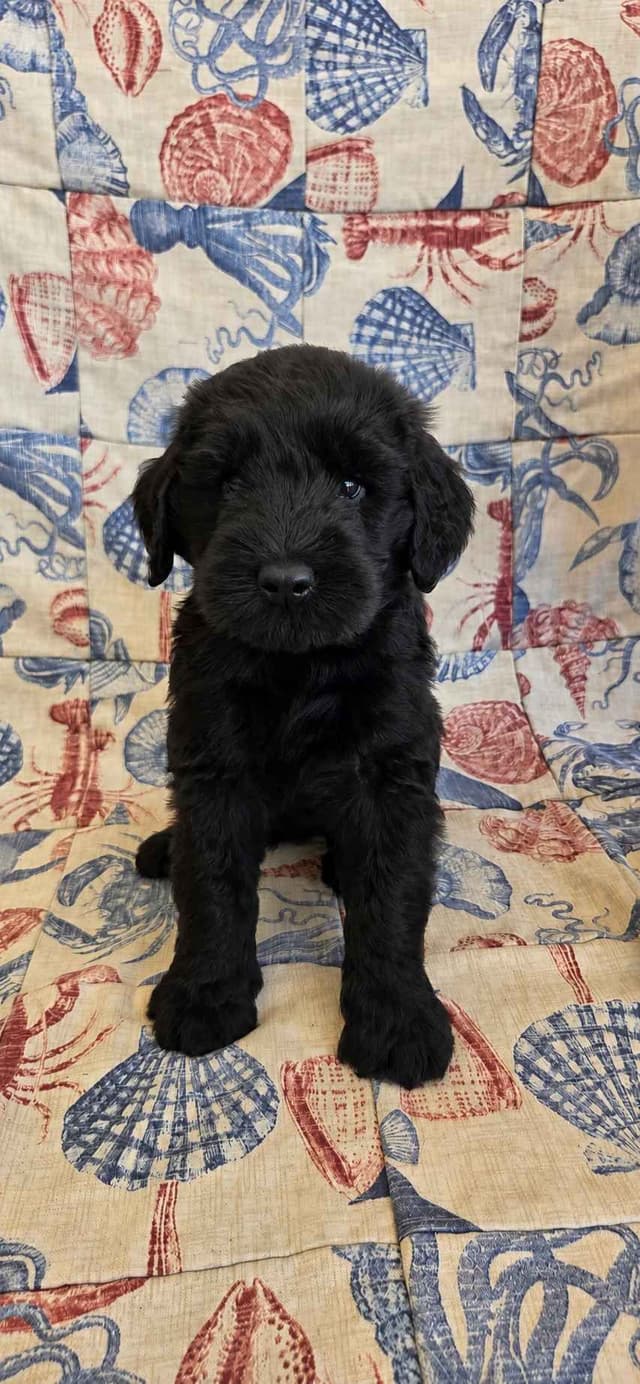 Giant Schnauzer Puppies media 4