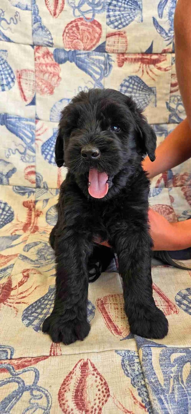 Giant Schnauzer Puppies media 5