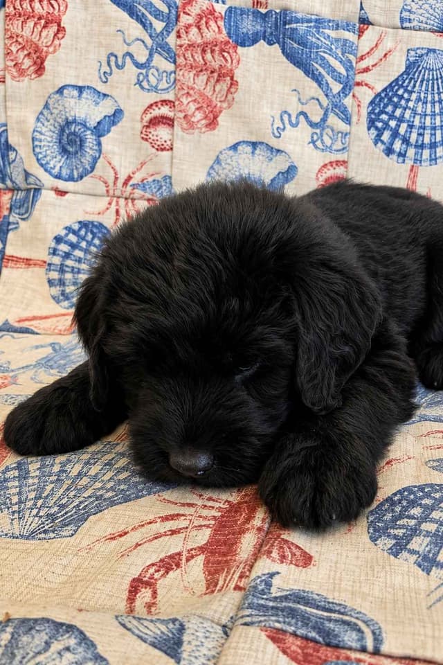 Giant Schnauzer Puppies media 6