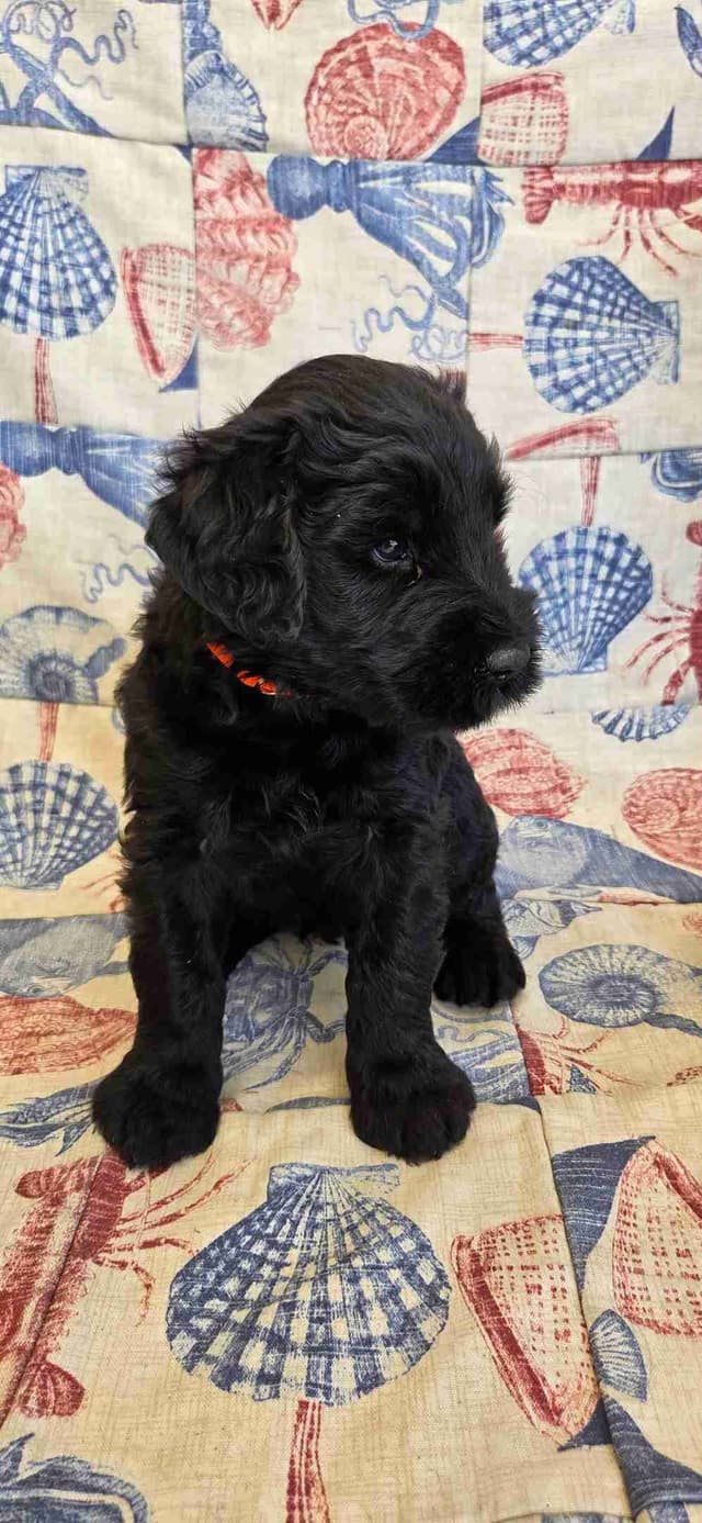 Giant Schnauzer Puppies media 3
