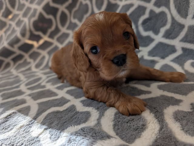 Cavalier King Charles Spaniel Puppies media 2