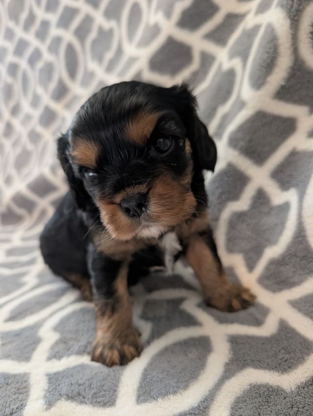 Cavalier King Charles Spaniel Puppies media 3