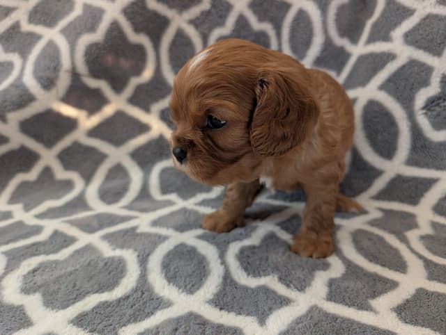 Cavalier King Charles Spaniel Puppies media 4