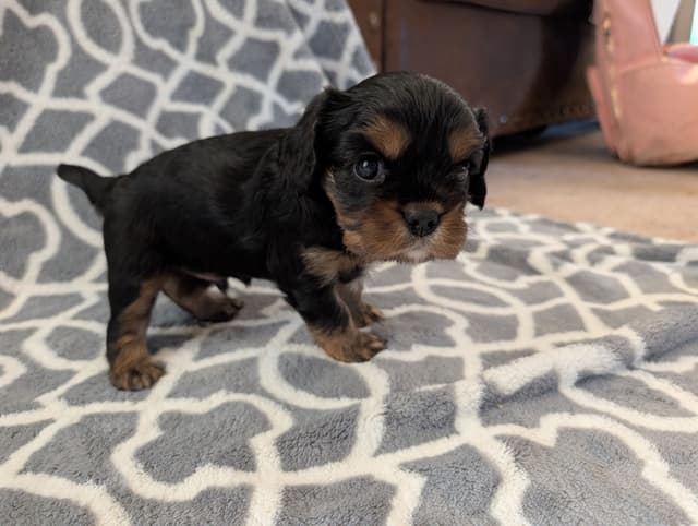 Cavalier King Charles Spaniel Puppies media 5