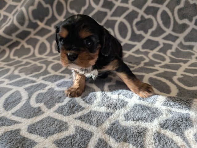Cavalier King Charles Spaniel Puppies media 6