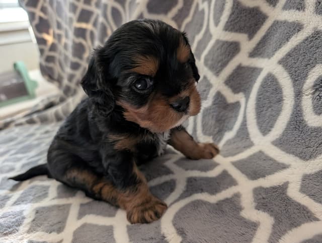 Cavalier King Charles Spaniel Puppies media 7