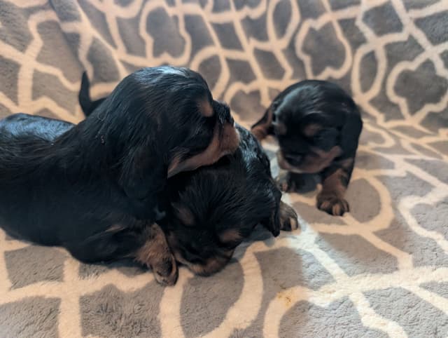 Cavalier King Charles Spaniel Puppies media 9