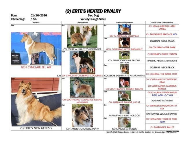 Smooth Sable Boy Puppy (4 months old) & 3 yr old rough sable male media 4