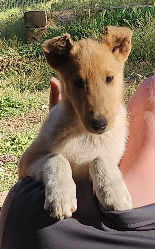 Smooth Sable Boy Puppy (4 months old) & 3 yr old rough sable male media 7