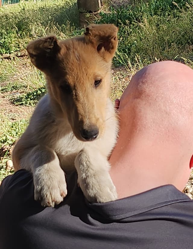 Smooth Sable Boy Puppy (4 months old) & 3 yr old rough sable male media 8
