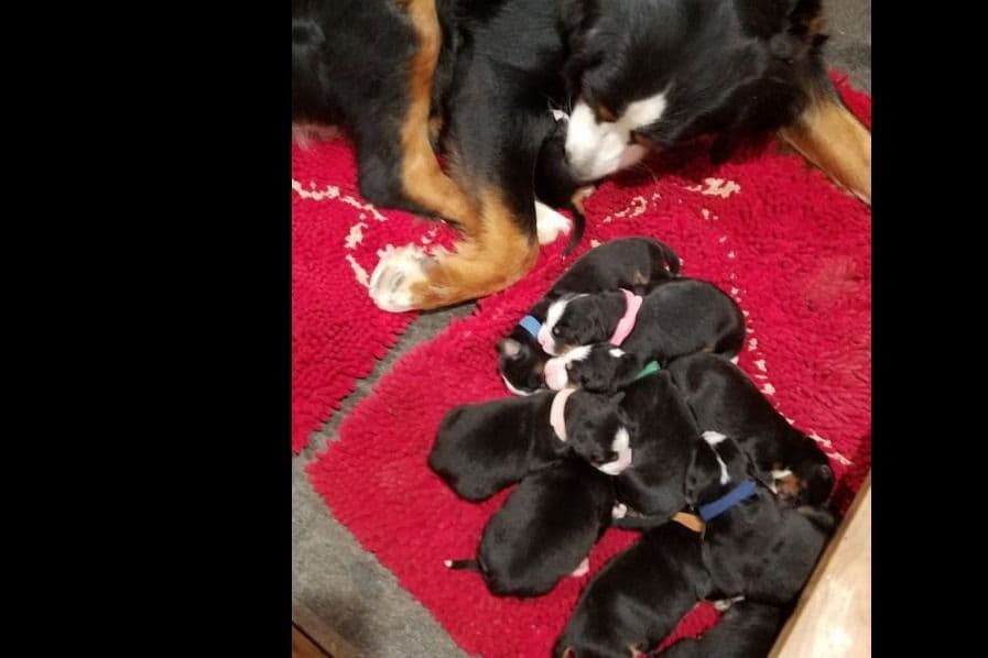 Bernese Mountain Dog Puppies breeder image 1