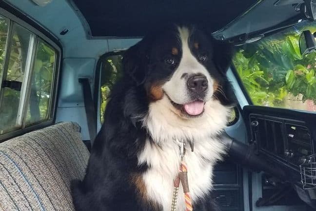 Bernese Mountain Dog Puppies breeder image 2