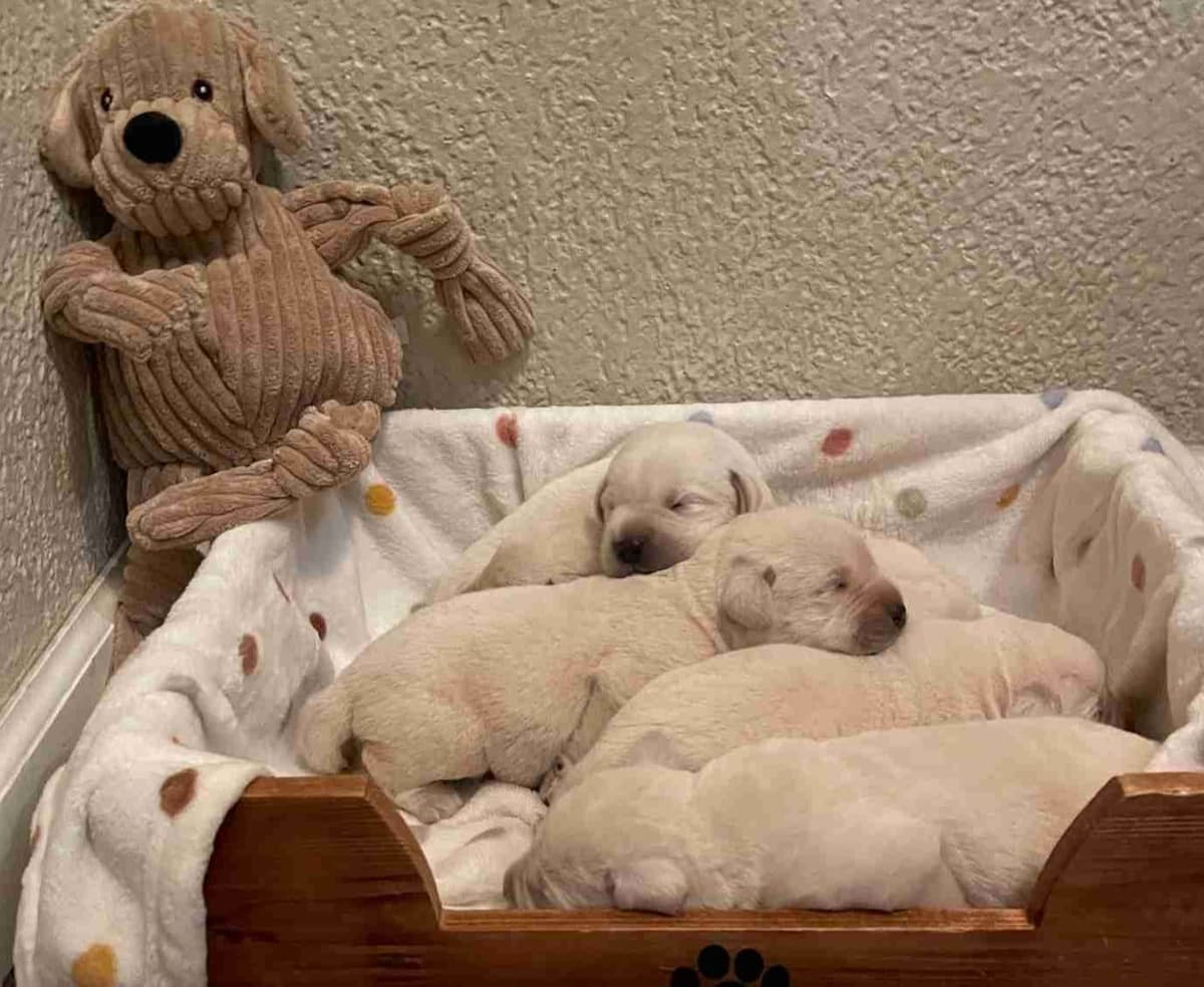 Labrador Retriever Puppies, AKC, Family Raised, New York - Available! breeder image 2