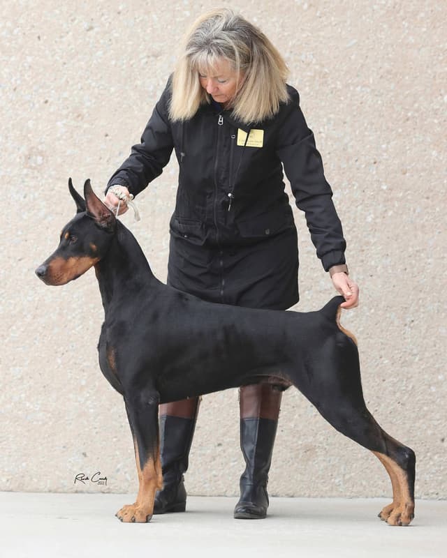 Doberman Pinscher Puppies media 2