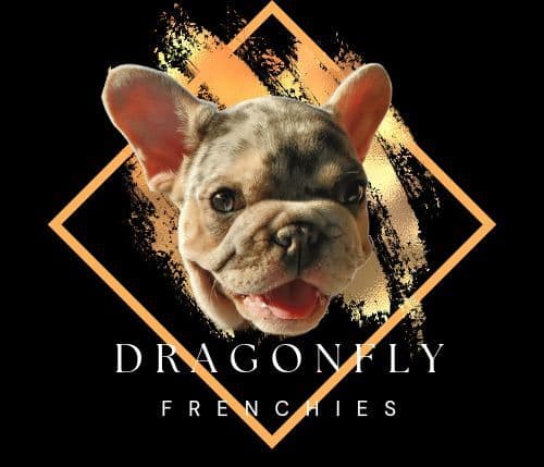 French Bulldog Puppies breeder image 1