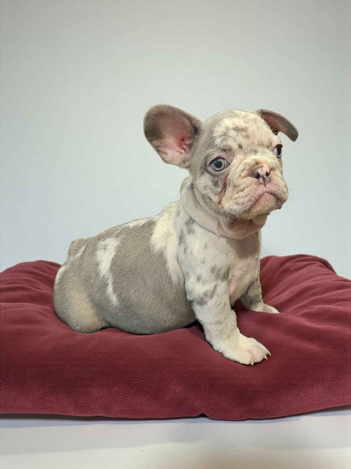 French Bulldog Puppies breeder image 2