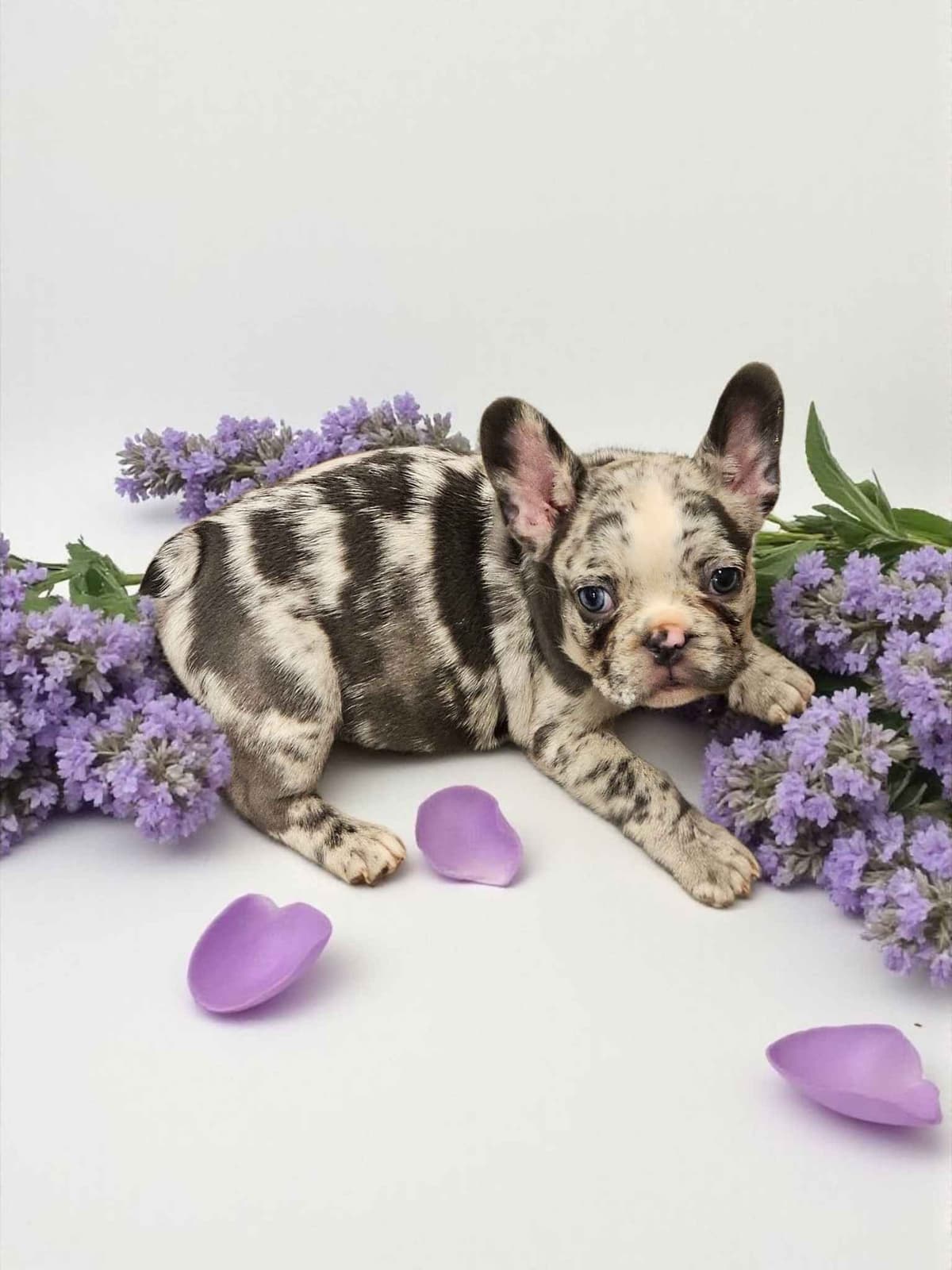 French Bulldog Puppies breeder image 3