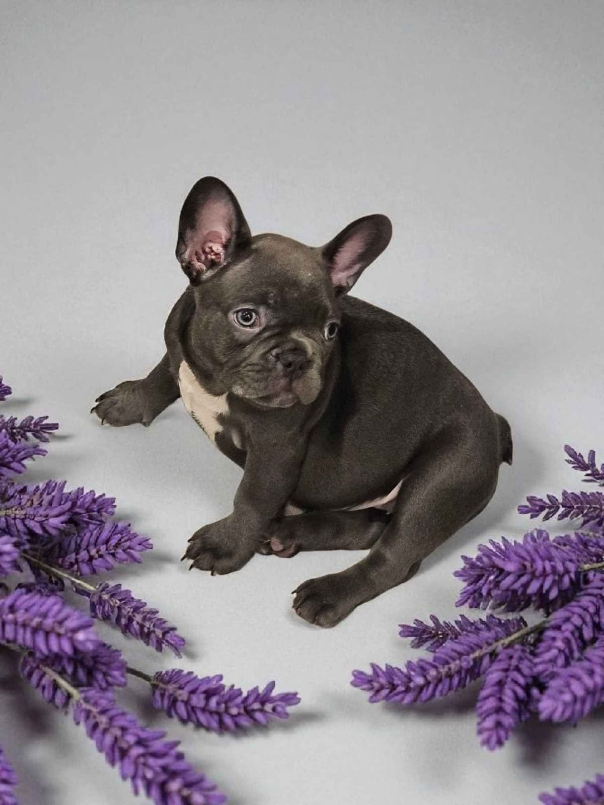 French Bulldog Puppies breeder image 4