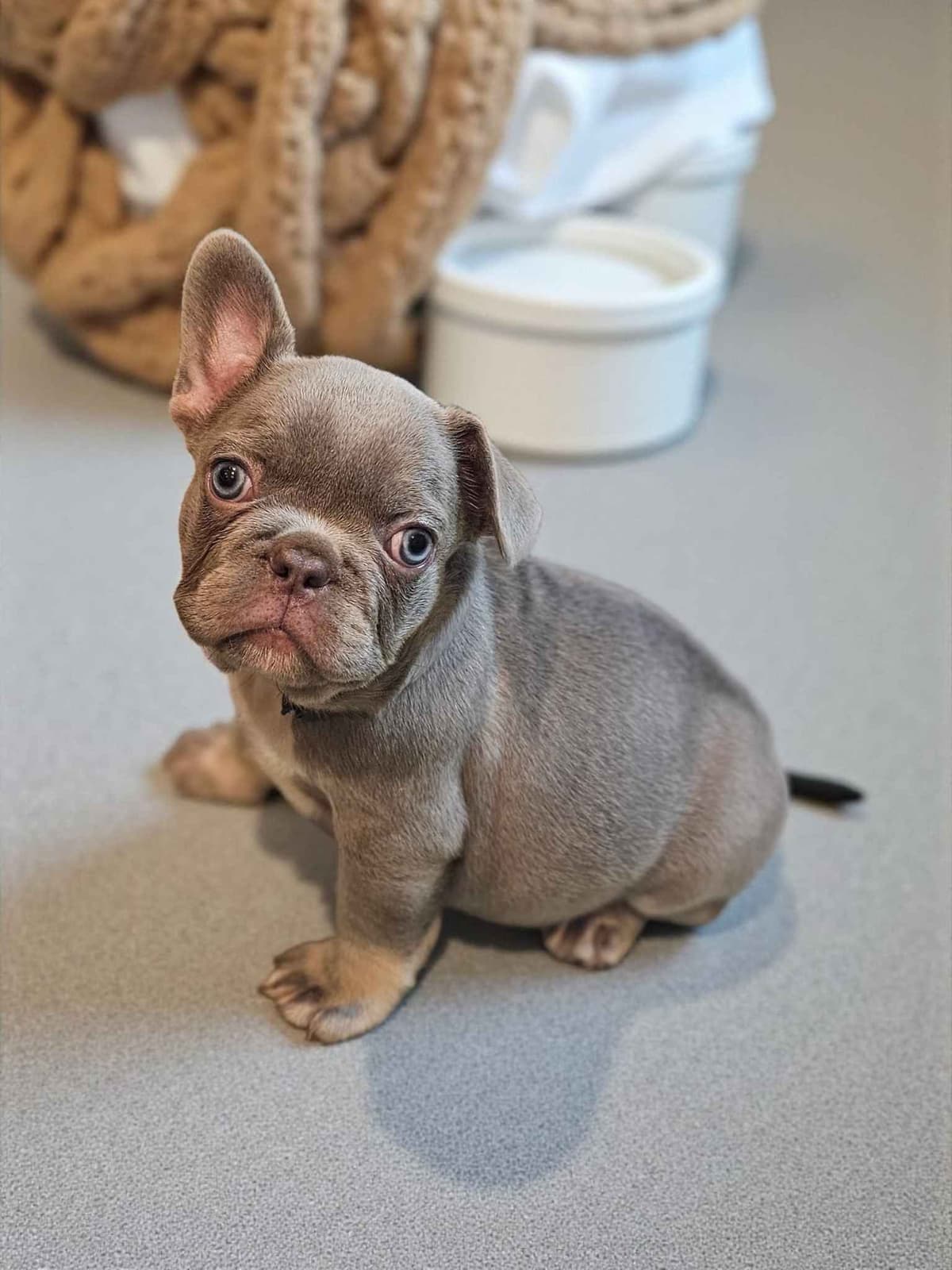 French Bulldog Puppies breeder image 6