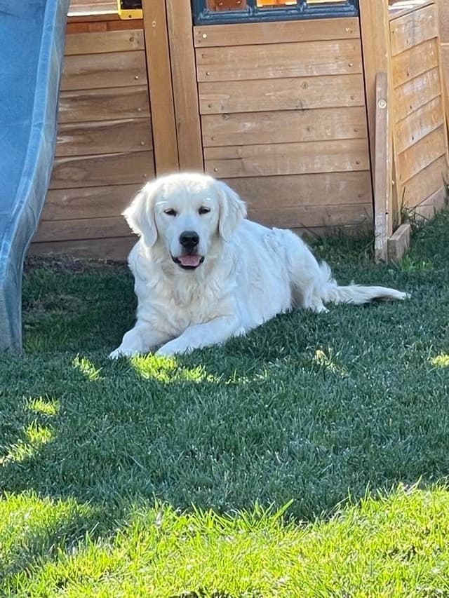 Gorgeous English  Golden Cream Retriever Puppies media 19