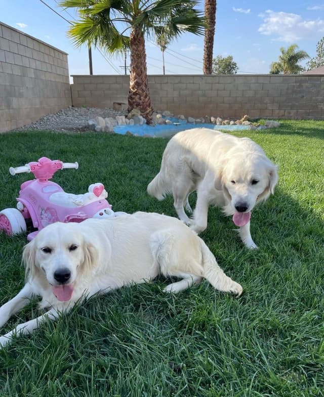 Gorgeous English  Golden Cream Retriever Puppies media 20