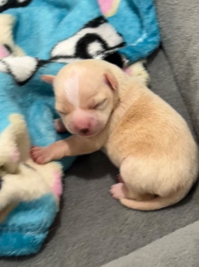 Chihuahua Puppies media 2