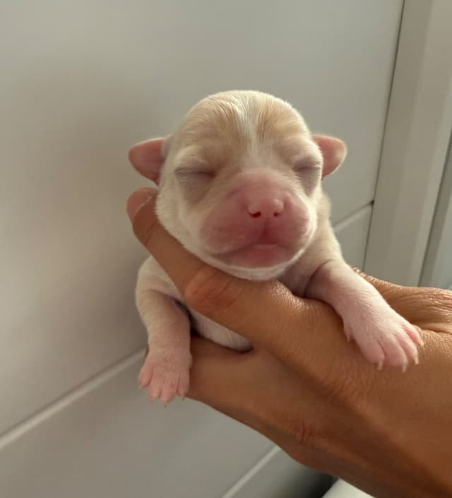 Chihuahua Puppies media 5