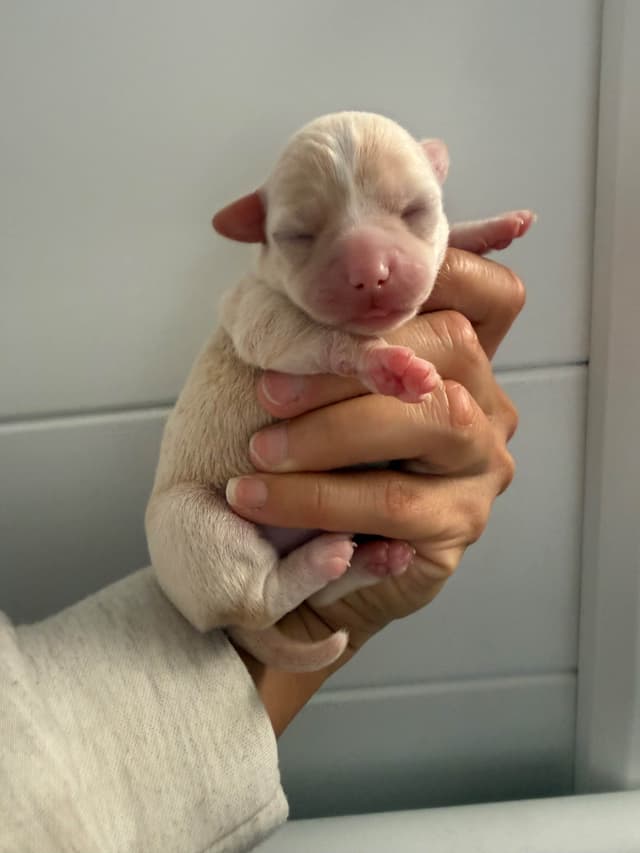 Chihuahua Puppies media 4