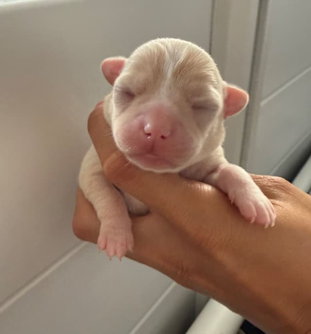 Chihuahua Puppies media 6