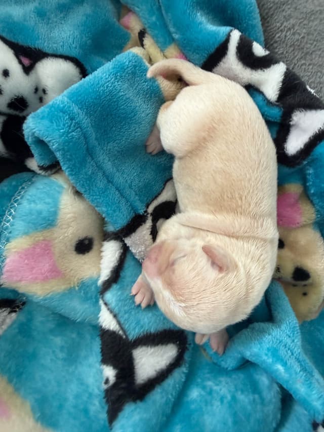Chihuahua Puppies media 7