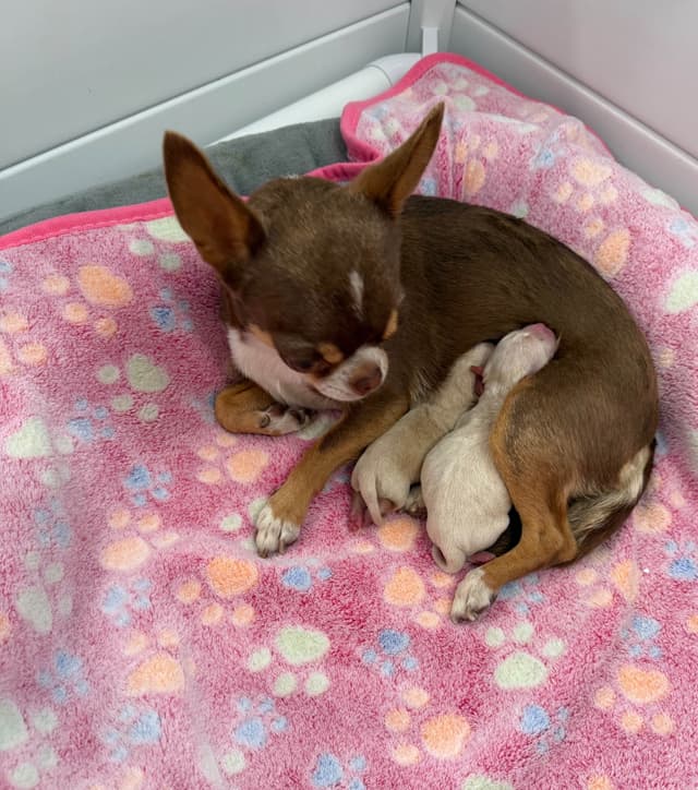 Chihuahua Puppies media 3