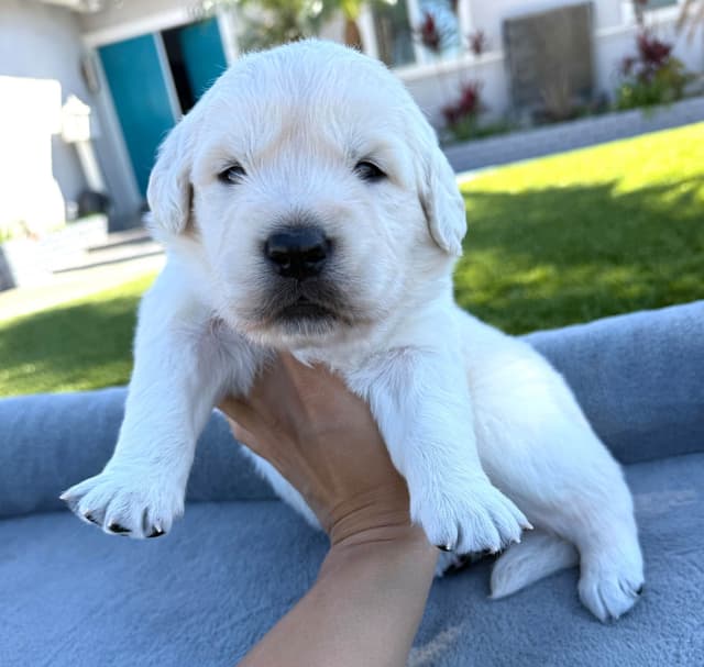 Gorgeous English  Golden Cream Retriever Puppies media 13