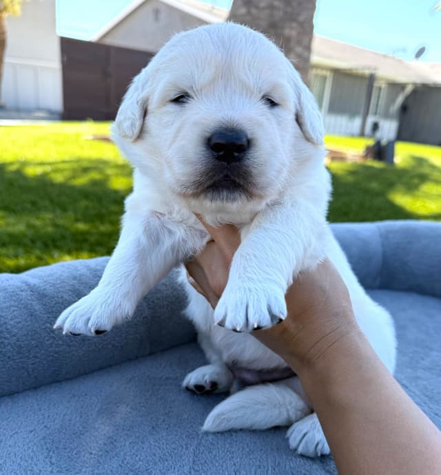 Gorgeous English  Golden Cream Retriever Puppies media 12