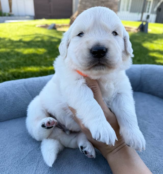 Gorgeous English  Golden Cream Retriever Puppies media 14