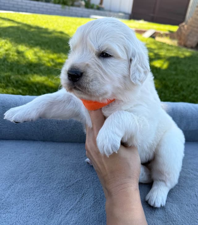 Gorgeous English  Golden Cream Retriever Puppies media 15
