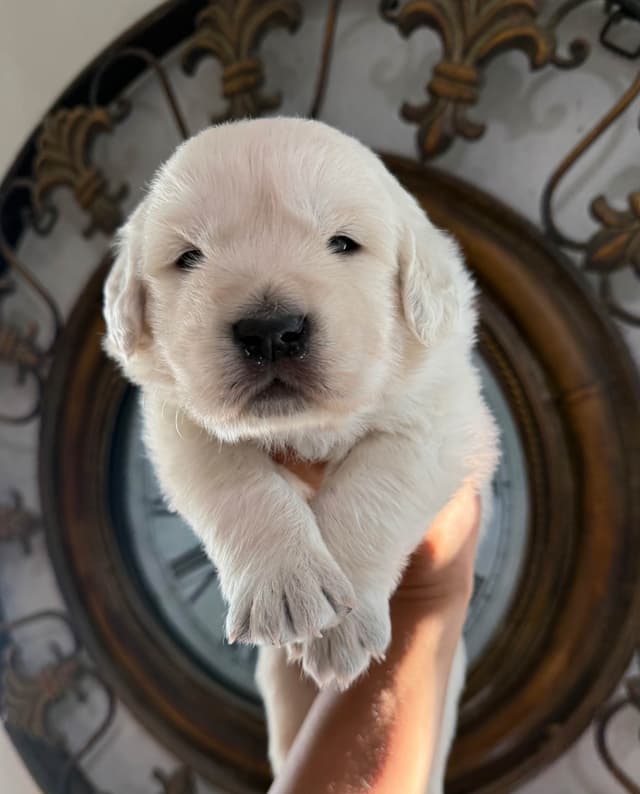 Gorgeous English  Golden Cream Retriever Puppies media 16